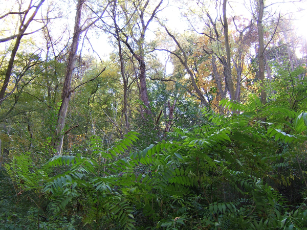 michigan woods sumac